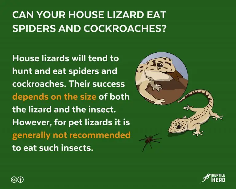 Can Your House Lizard Eat Spiders and Cockroaches?