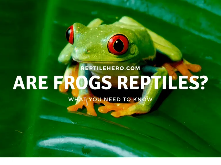 Are Frogs Reptiles? All You Need to Know