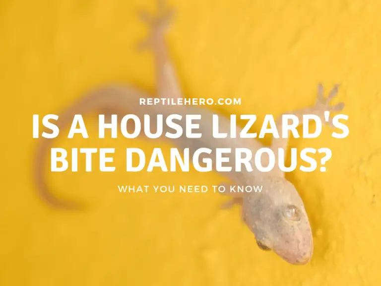 Is House Lizard’s Bite Dangerous? [and What To Do]