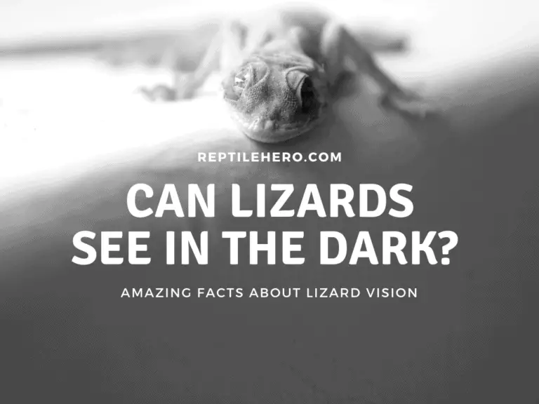 Can House Lizards See At Night (Dark)?