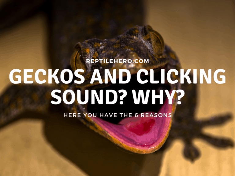 6 Reasons Why Geckos Make a Clicking Sound [With Science]