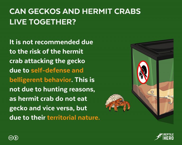 Can Geckos and Hermit Crabs Live Together?