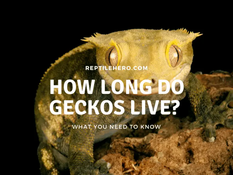 How Long Do Geckos Live? (Records, Stages, and More)