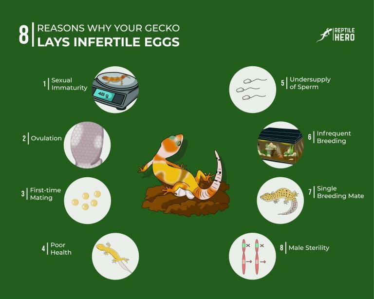 8 Reasons Why Your Gecko Lays Infertile Eggs [and 5 Tips]