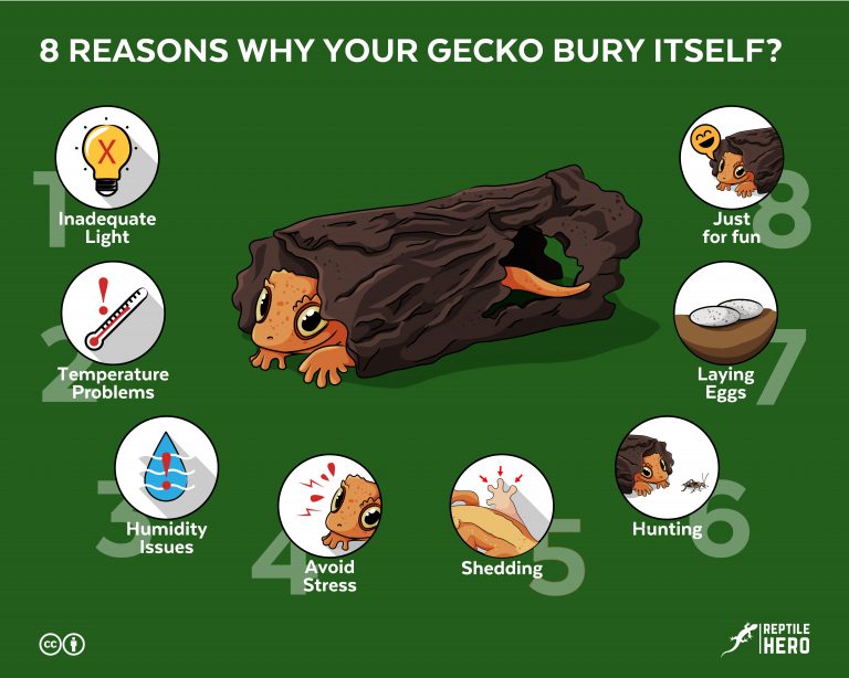 8 Reasons Why Your Gecko Bury Itself? [Crested and Leopard]