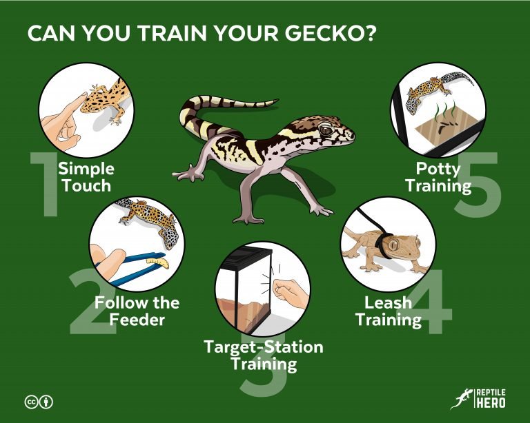Can You Train Your Gecko? [5 Tricks It Can Learn Now]