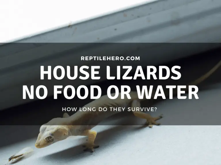 How Long Do House Lizards Live Without Food and Water?