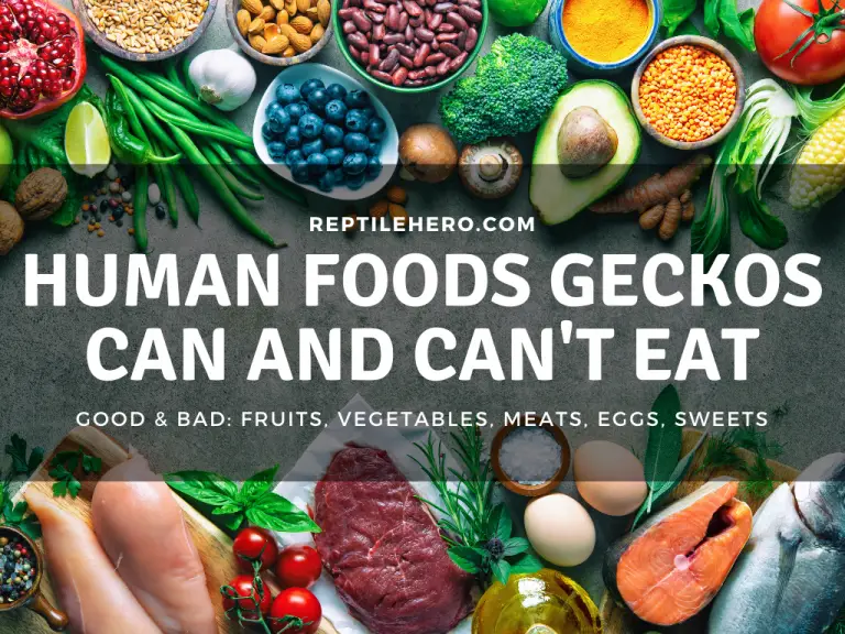 Human Foods Geckos Can And Can’t Eat [Massive List Ahead]