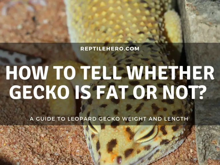 Is Your Leopard Gecko Fat? 10 Signs [Infographic and Tables]