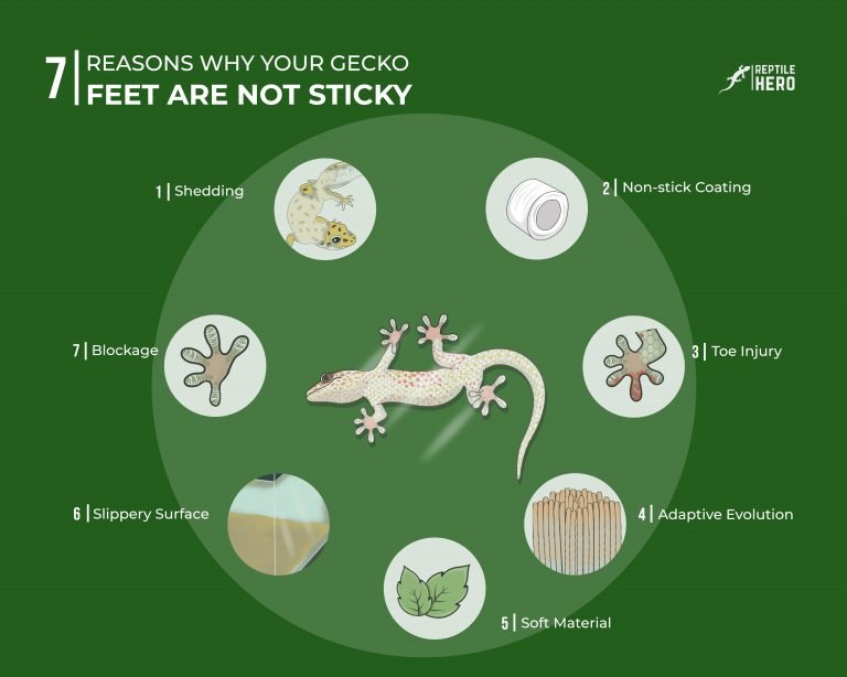 7 Reasons Why Gecko Feet Are Not Sticky [and 2 Solutions]