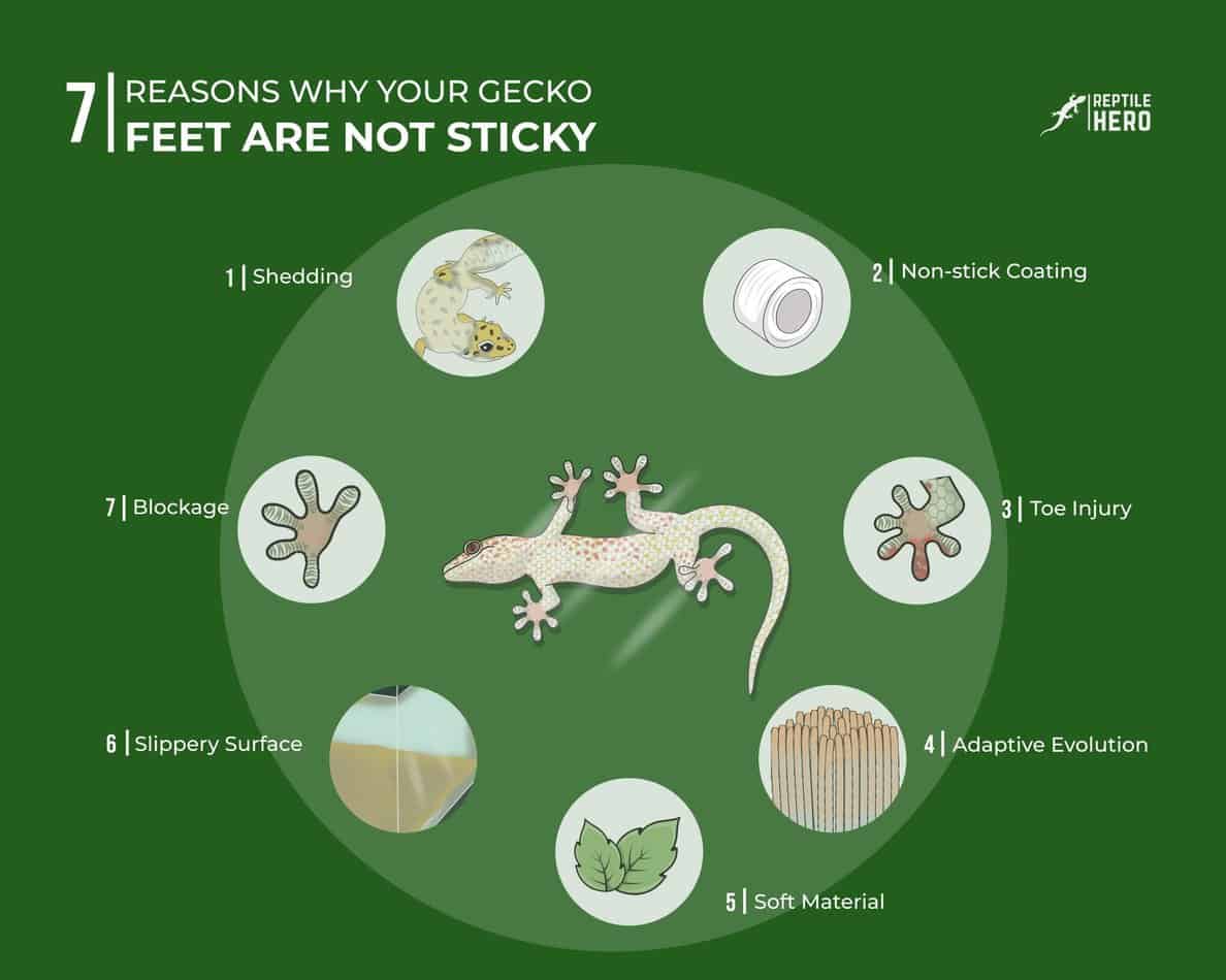 Reasons How Your Reptile Benefits from Live Mosses. – Geckopia