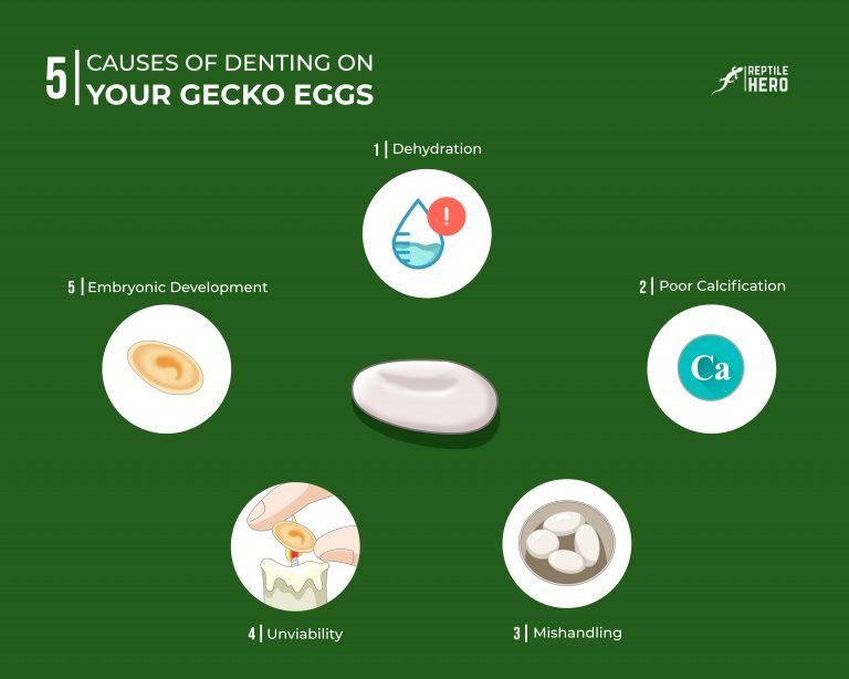 5 Causes of Denting on Your Gecko Eggs [and 4 Solutions]