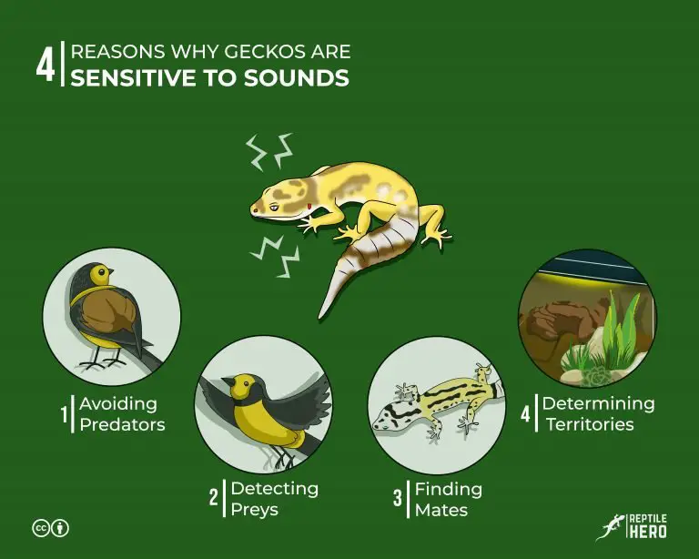 Are Geckos Sensitive To Sound? [4 Reasons, 9 Signs, 7 Tips]