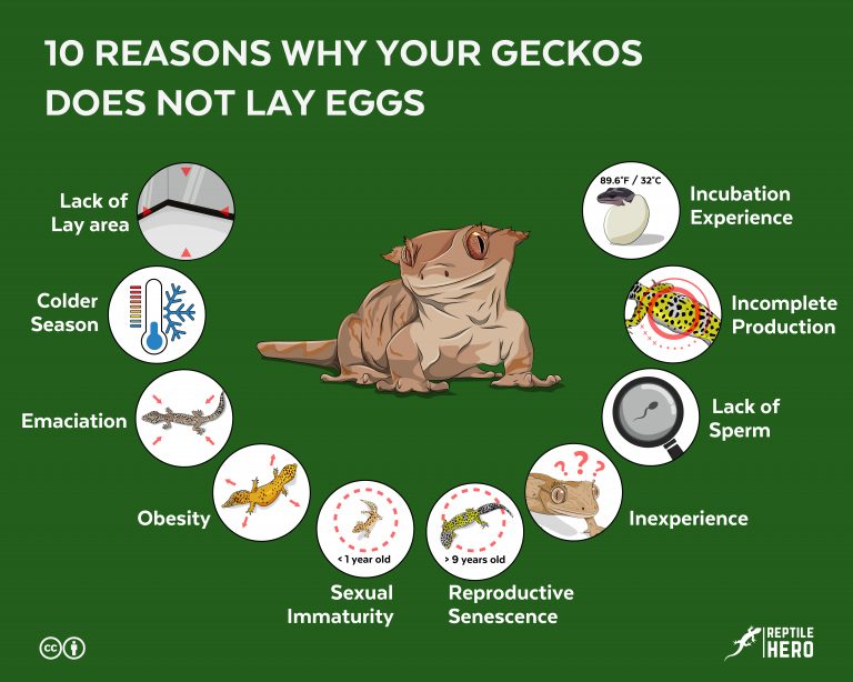 10 Reasons Why Your Gecko Does Not Lay Eggs [with Solutions]