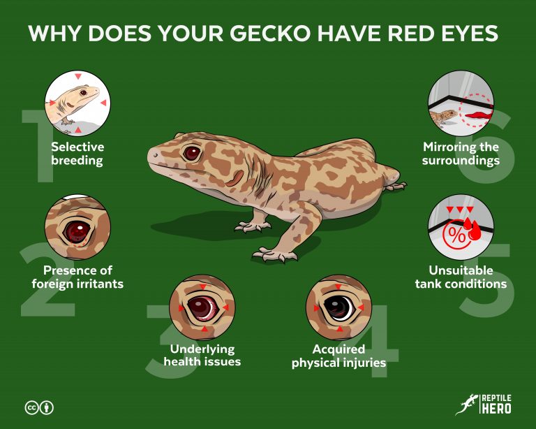 Why Does Your Gecko Have Red Eyes? [6 Reasons]