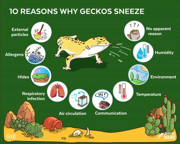 10 Reasons Why Your Gecko Is Sneezing [With Solutions]
