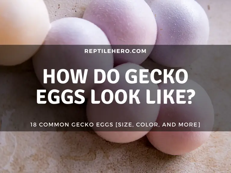 What Do Gecko Eggs Look Like? [Size, Color, and More]