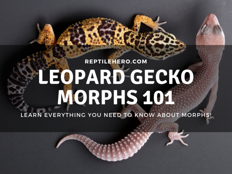Leopard Gecko Morphs 101 [Rarity, Price, and Color]