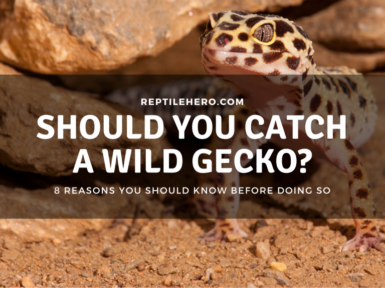 8 Reasons Why You Should Not Keep A Wild Gecko as a Pet [1 Exception]