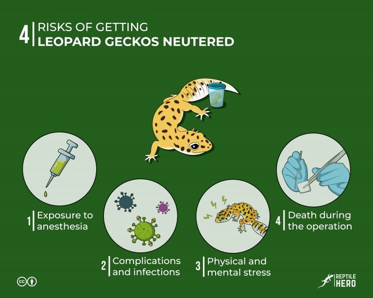 4 Reasons Why Leopard Geckos Get Neutered [and Problems]
