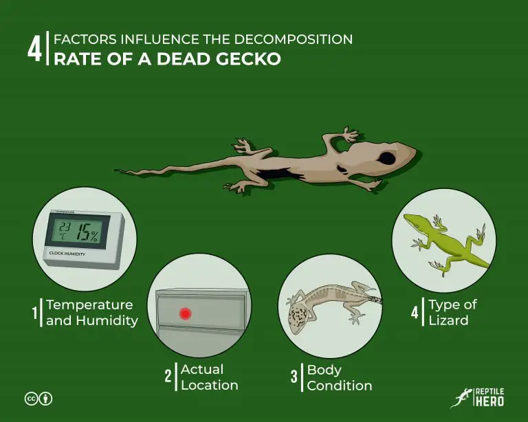 How Fast Does A Gecko Decompose? [4 Factors]