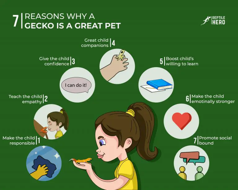 14 Reasons For Having A Gecko [+7 More That Your Child Will Love]