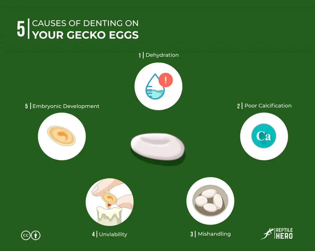 Infographics on gecko denting reasons