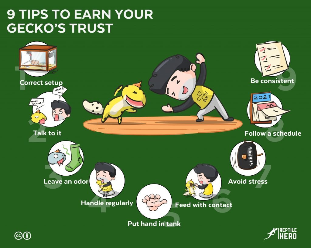 how to earn geckos trust 9 tips