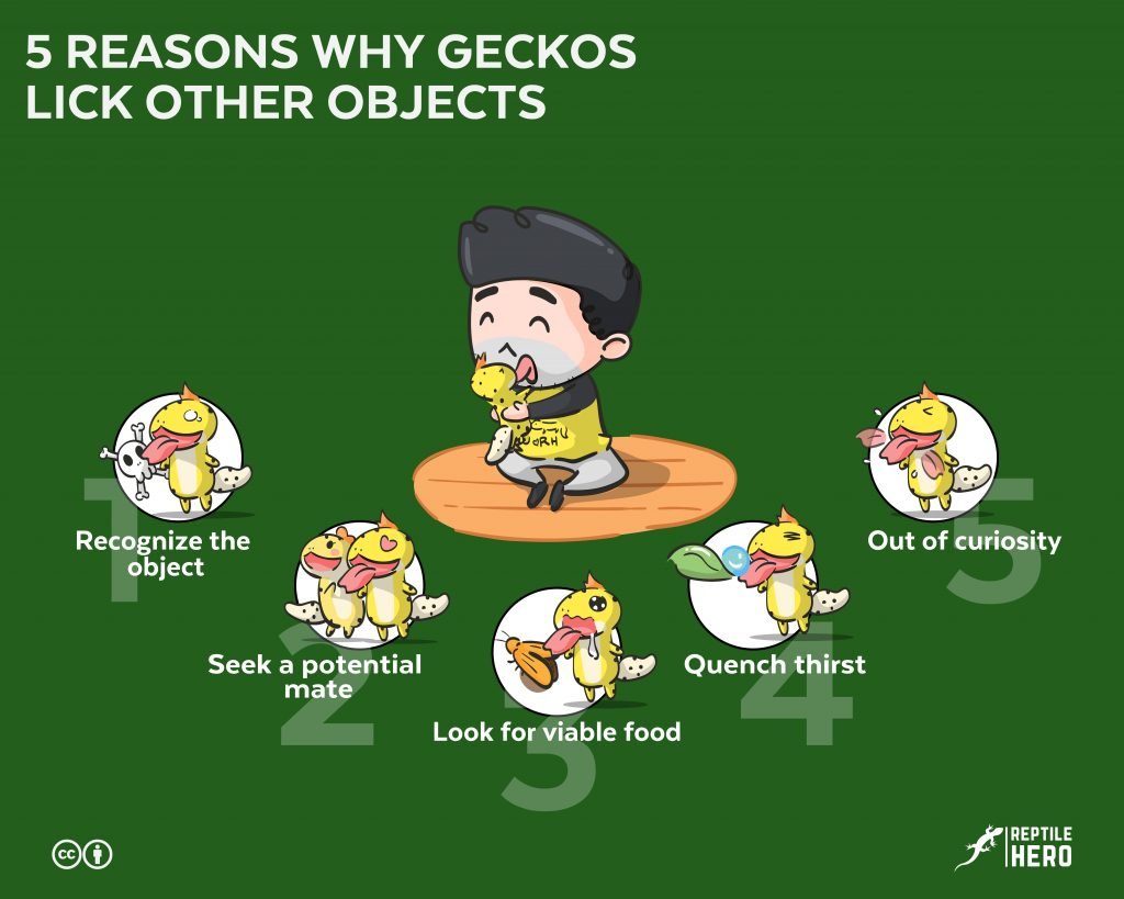 why gecko lick object five reasons