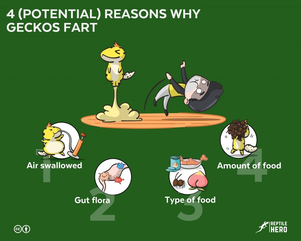 geckos fart five reasons why