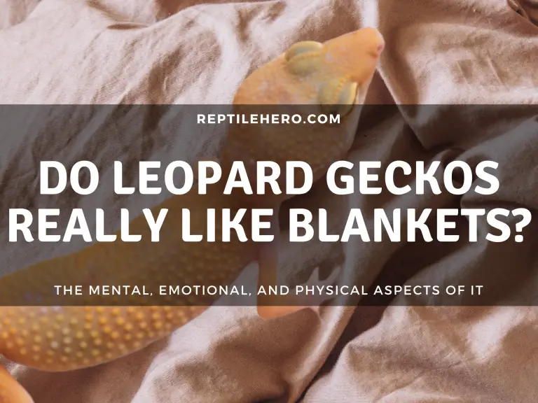 Do Leopard Geckos Like Blankets? [Best Fabrics]