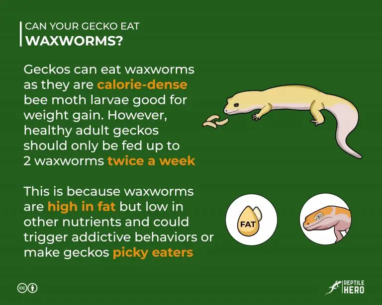 Can Your Gecko Eat Waxworms? [3 Things You Must Know]