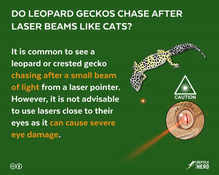 Do Leopard Geckos Chase After Laser Beams Like Cats?