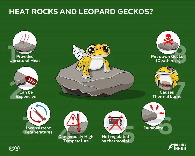 Are Heat Rocks Bad for Leopard Geckos? What’s the Deal With Them?