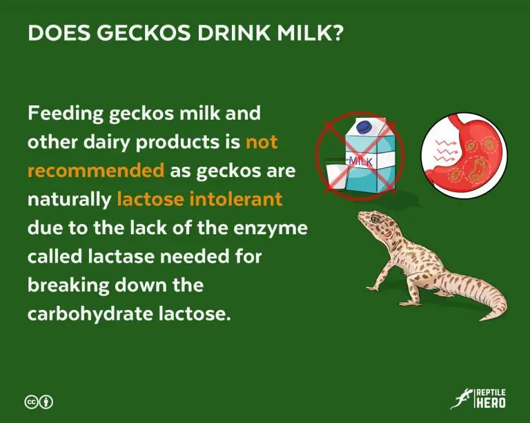 Do Geckos Drink Milk? [Think it Twice]