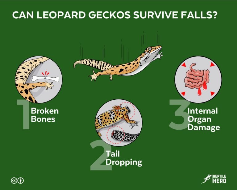 Can Leopard Geckos Survive Falls? [2 Real Stories]