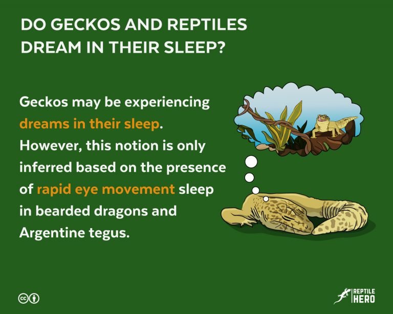 Do Geckos and Reptiles Dream in Their Sleep? [What Science Says]