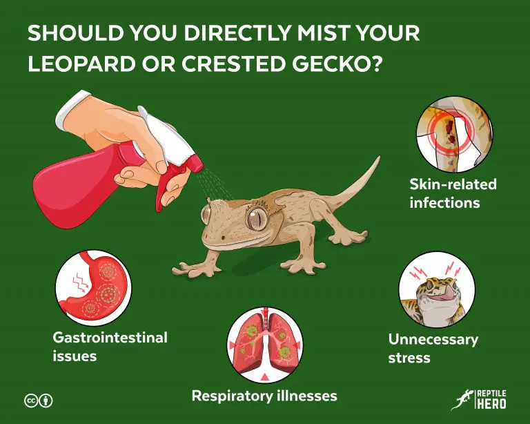 Should You Directly Mist Your Leopard Or Crested Gecko? [4 Reasons and 4 Dangers]
