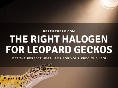 How to Choose a Halogen Lamp for Your Leopard Gecko [In-Depth]