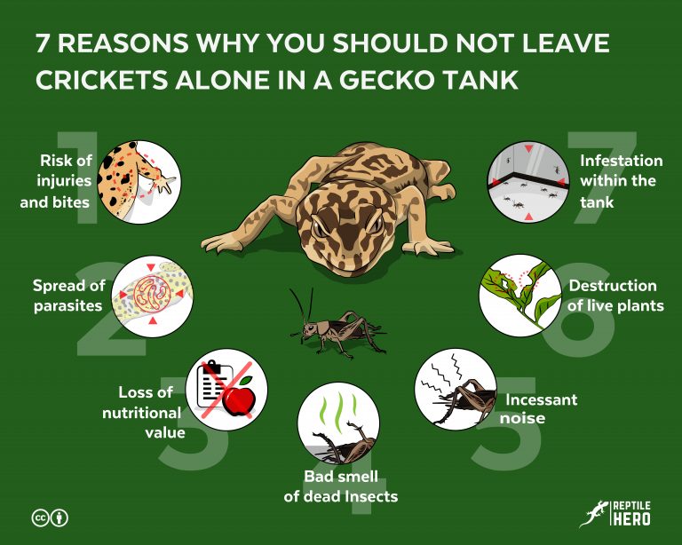 7 Reasons Why You Should Not Leave Crickets Alone In a Gecko Tank