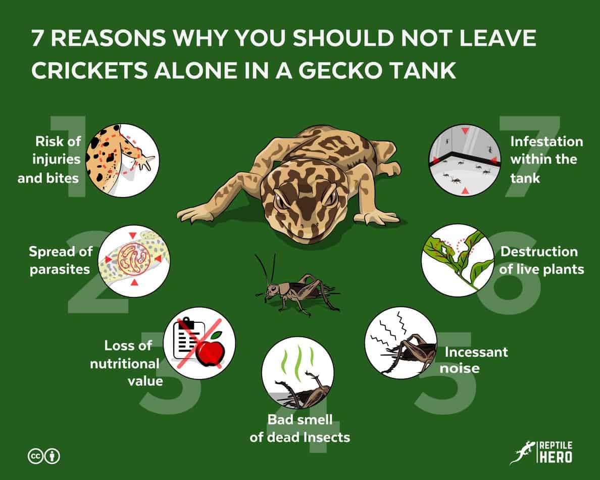 Help! What type of cricket keeper do you use? I've had our gecko 3 months  and never noticed cricket escapeeswe have recently moved so I'm thinking  because it's a bigger more open