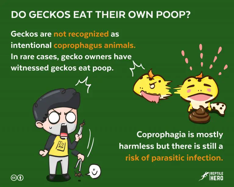Do Geckos Eat Their Own Poop? [The Science of Coprophagia]