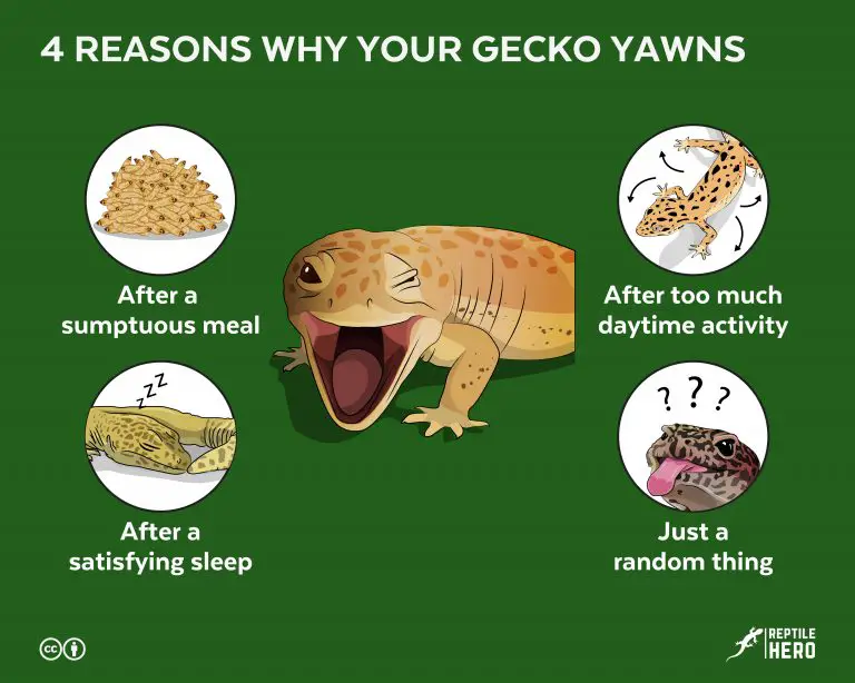 Do Leopard and Crested Geckos Yawn?