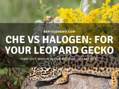 Ceramic Heater vs Halogen For Leopard Gecko: Which is Best? [11 Factors]
