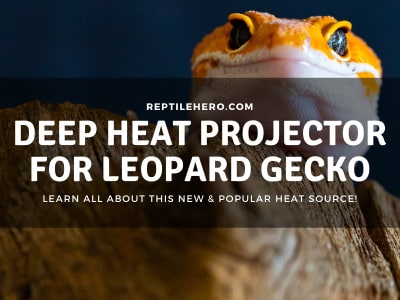 Deep Heat Projectors For Leopard Geckos? [Final Guide]