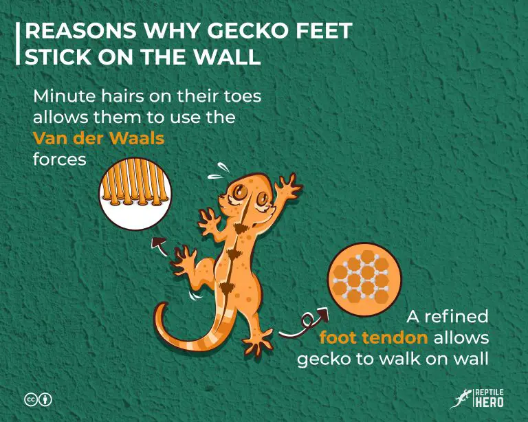 How Do Geckos Walk on Walls? [With Science]