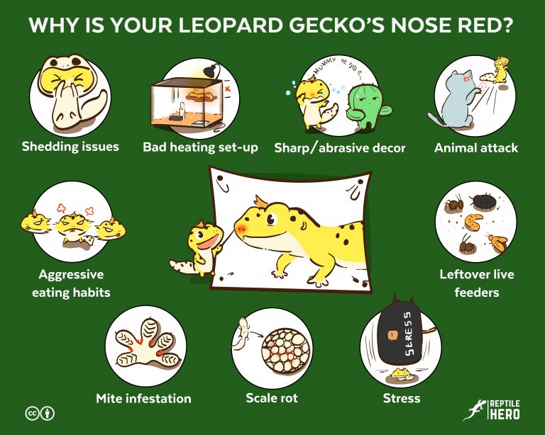 Why is Your Leopard Gecko’s Nose Red? [9 Causes and Solutions]