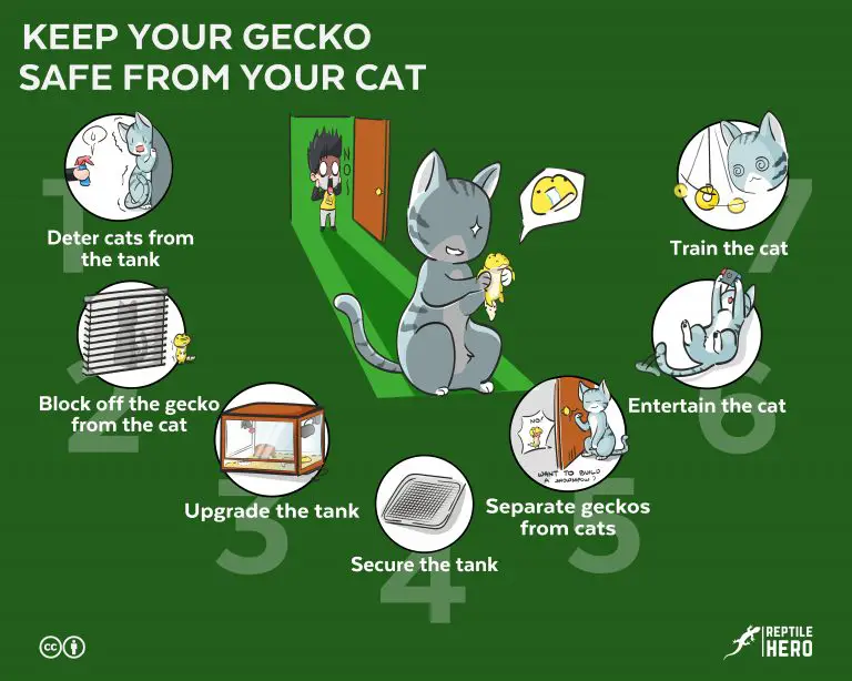 Keep Your Gecko Safe From Your Cat – Ultimate Guide [Set-Ups]