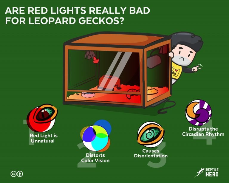 Are Red Lights Really Bad for Leopard Geckos? [Not Exactly]