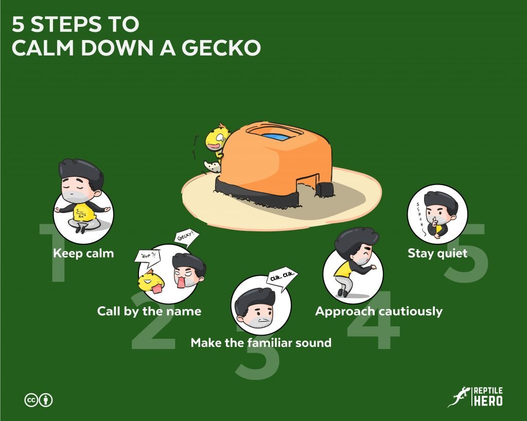 calm down your gecko in 5 steps
